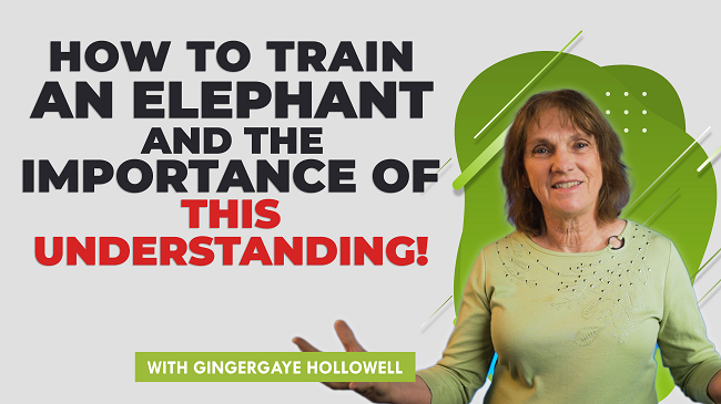 How to Train an Elephant featured image